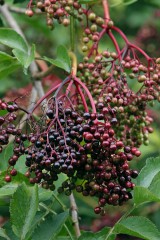 Reife und unreife Früchte des Schwarzen Holunder (Sambucus nigra) 