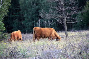 Rinderherde als Landschaftspfleger in der Drover Heide
