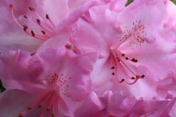 Rosa Blüte eines Rhododendron