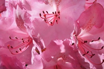 Rosa Blüte eines Rhododendron