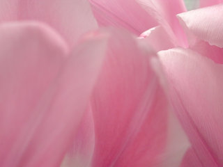 Rosa Tulpen, Tulipa