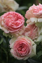 Rosa und creme farbige Gatenrose, dicht gefüllt