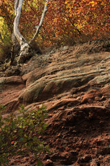 Rote Felsen - rote Blätter, die Kaulay im Herbst, Kordel (Eifelsteig)