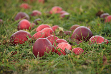 Rote Äpfel im Gras