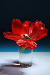 Rote Tulpe in einer Vase