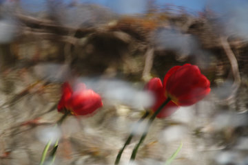 Rote Tulpen, Wasserspiegelung