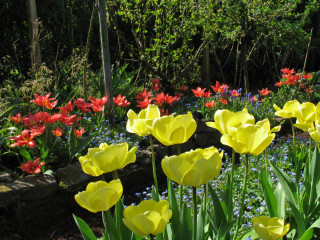 Rote und gelbe Tulpen