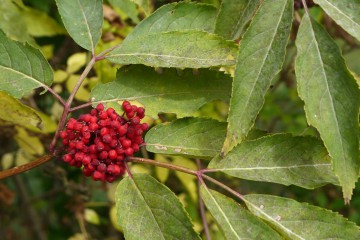Roter Holunder (Sambucus racemosa)