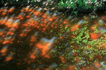 Rotes  Wasser im Venn, Schleebachgraben bei Roetgen