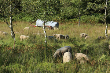 Schafe auf dem Struffelt