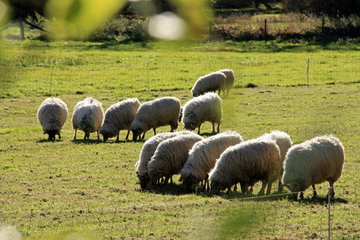 Schafe, bei Gulpen, NL