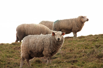Schafe bei Sippenaeken im Geultal, Belgien