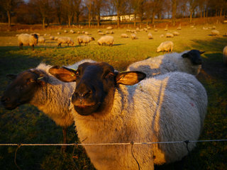 Schafe beim Haenenbergpad, Slenaken NL
