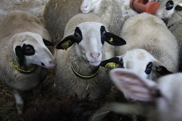 Schafe der Rasse "Causses du Lot", Schäferei "Bergerie des Aris"