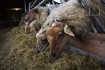 Schafe in der Schäferei "Schaapskooi Mergelland"
