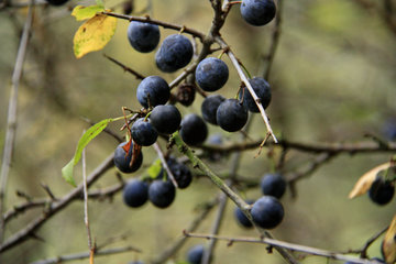 Schlehen,  Prunus spinosa, im Oktober