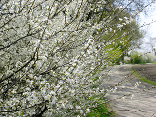 Schlehenblüte am Weißen Weg bei Haus Heyden, Aachen-Horbach