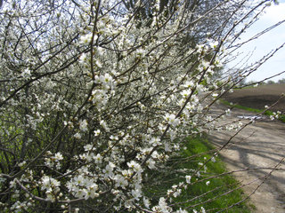 Schlehenblüte am Weißen Weg bei Haus Heyden, Aachen-Horbach