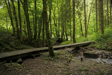 Schluchtwald im mittleren Ourtal zwischen Tintesmühle und Dasburg