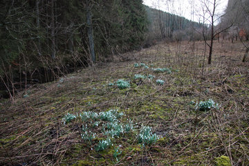 Schneeglöckchen, Galanthus nivalis, entlang dem Schafbach, Eifel 