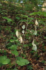 Schoten des Ausdauernden Silberblatts, Lunaria rediviva, im Gerolsteiner Stadtwald in der Vulkaneifel