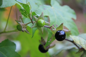 Schwarze Tollkirsche, Atropa belladonna
