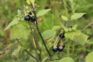  Schwarzer Nachtschatten, Solanum nigrum