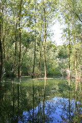 See im Naturschutzgebiet Schomet bei Breinig