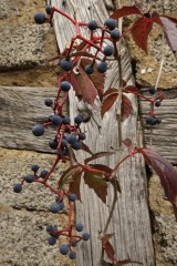 Selbstkletternde Jungfernrebe, Parthenocissus quinquefolia (Wilder Wein)