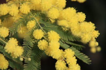 Silber-Akazie, Acacia dealbata, häufig "Mimose" genannt