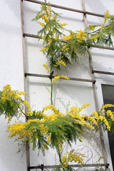 Silber-Akazie, Acacia dealbata ("Mimose") als Wintergartenpflanze
