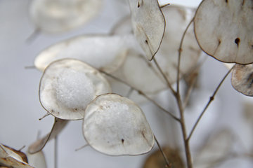 Silberblatt, Lunaria annua, im Winter