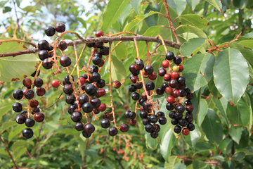 Späte Traubenkirsche, Prunus serotina