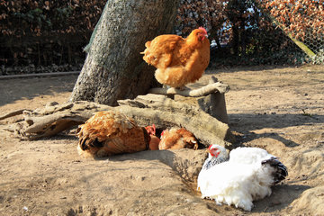 Staub- und Sonnenbad - das gefällt Hühnern!