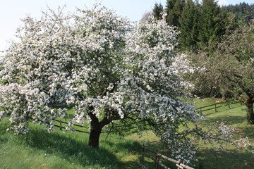 Streuobstwiese mit blühendem Apfelbaum in Neroth