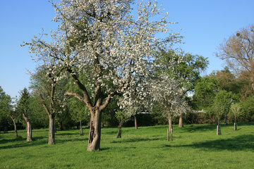 Streuobstwiese mit blühendem Apfelbaum, Indetal bei Stolberg-Münsterbusch
