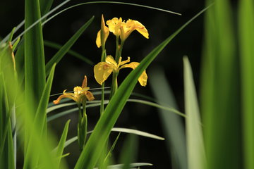 Sumpf-Schwertlilie, Iris pseudacorus