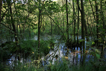 Sumpfgebiet entlang dem Rode Beek in der Brunssummerheide