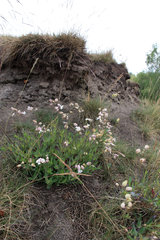 Taubenkropf, Silene vulgaris, im NSG "Vieille Montagne-Altenberg" bei Kelmis (La Calamine)