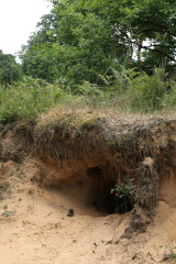 Tierhöhle in der Wahner Heide
