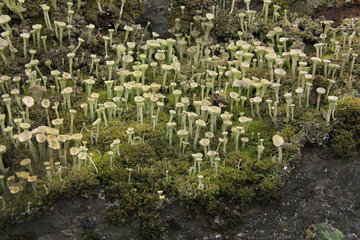 Trompetenflechte, Cladonia fimbriata, auf einem bemoosten Felsen