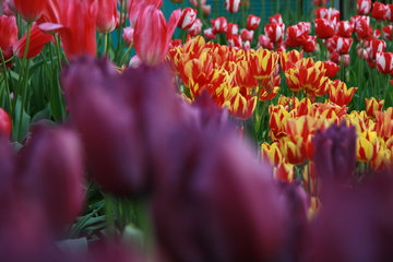 Tulpen, Tulipa, Keukenhof in Lisse, NL