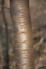 Typische Kirschbaumrinde bei einem jungen Baum (Schneeberg)