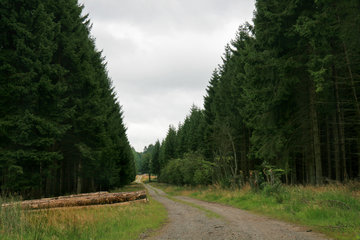 Typischer Fichtenwald im Hohen Venn, Osthertogenwald 