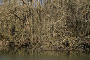 Uferzone an einem Weiher im Februar