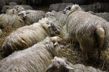 Ungeschorene Schafe in der Schäferei "Schaapskooi Mergelland"