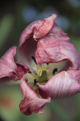 Verblühte Tulpe