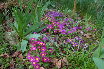 Violette Kissenprimel, Primula Juliae-Hybride