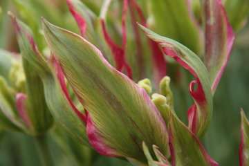 Viridiflora Red im Hortus Bulborum