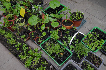 Vorgezogene Gemüsepflanzen, Kräuter und Gartenblumen